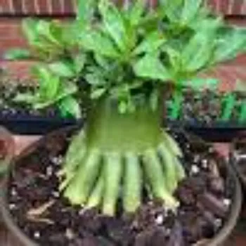 Adenium Plant 